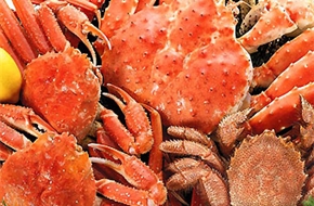 北国からの贈り物