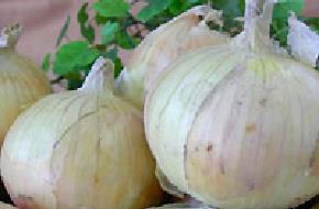 淡路島たまねぎ工房