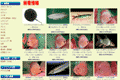 熱帯魚のmishimaのサイトイメージ