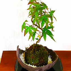 花心盆栽