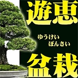 遊恵盆栽の画像